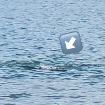 ウユニのツチブタ
